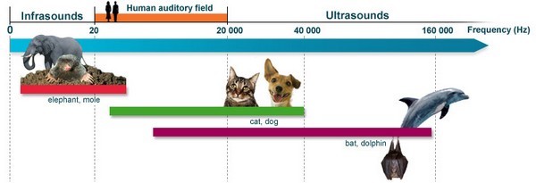 auditory range