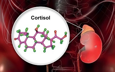 dna cortisol