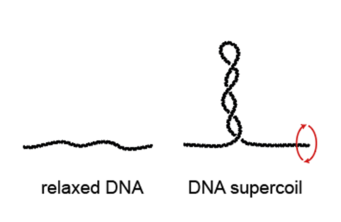 dna supercoiling